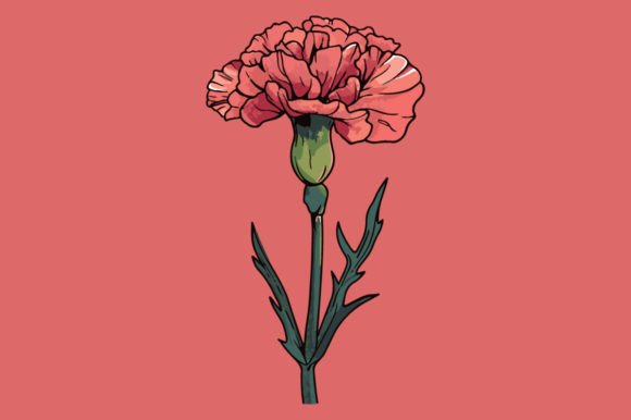 Carnation Design for Business and Creative Projects