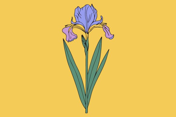 Elevating Design with the Iris Element