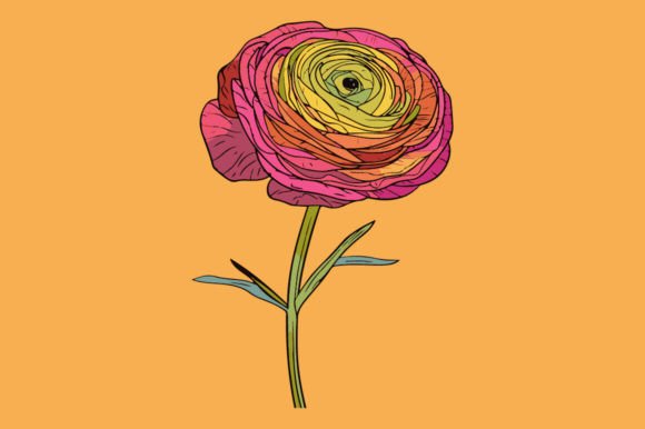 Ranunculus: A Premium Font for Creative Projects
